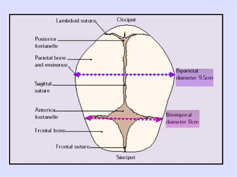 Fetal Skull Diameters Fetal Skull Anatomy Pediatric Nursing