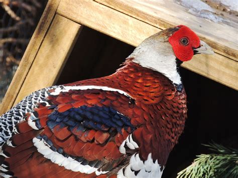 Post Pics of your PURE Breed Pheasants here | BackYard Chickens