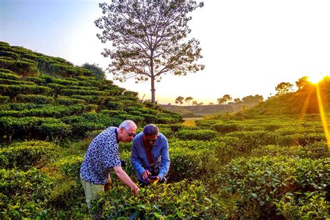 The Kaliabor Tea Plantation, Silghat - Experience Nature