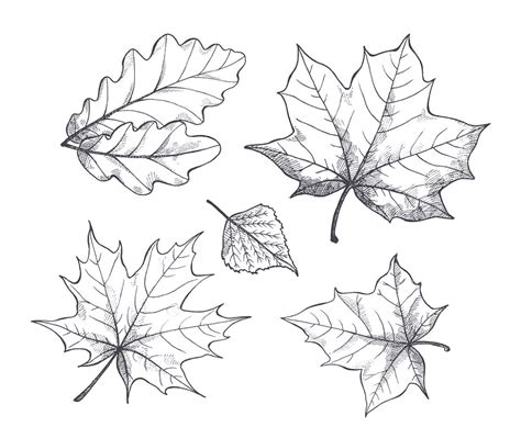 Fall Leaves Clipart Black and White 1 - Clipart World