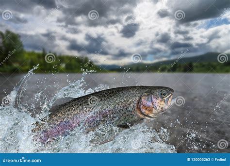 Fishing. Rainbow Trout Fish Jumping with Splashing in Water Stock Image - Image of nature, catch ...