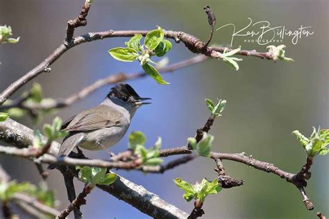 Eurasian Blackcap | Focusing on Wildlife