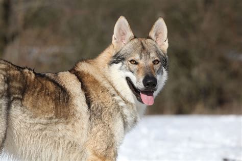 Czechoslovakian Wolfdog: Breed Characteristics & Care