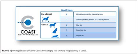 Guidelines for Treating Canine Arthritis Through the Stages of ...