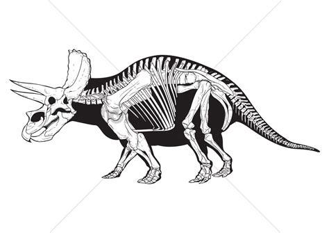 Triceratops Skeleton Drawing at GetDrawings | Free download