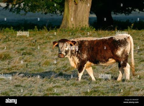 English Longhorn cattle Stock Photo - Alamy