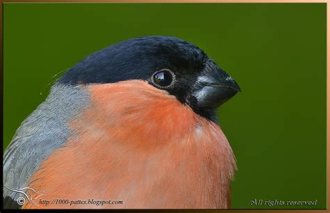 Common bullfinch | Focusing on Wildlife