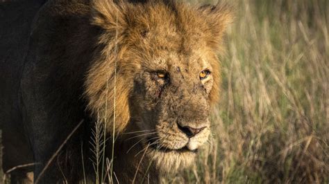 Man killed by lion after entering enclosure at zoo: 'The animal attacked' | FOX 4 Dallas-Fort Worth