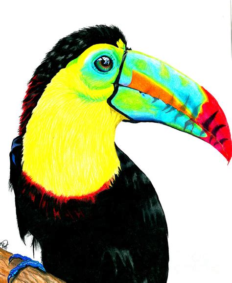 Toucan Drawing by Ben Graf - Pixels