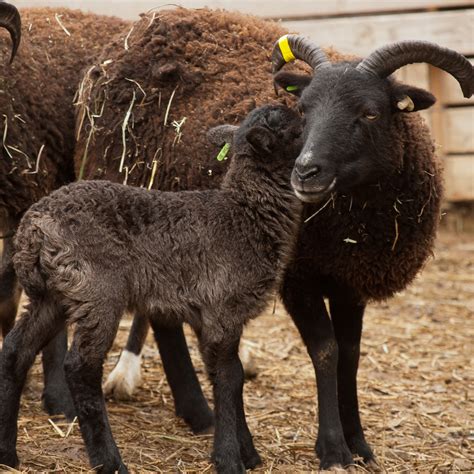 Readers’ guide to the “Lambing” categories : The Soay Sheep Chronicles