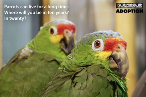 Adoption — Foster Parrots — The New England Exotic Wildlife Sanctuary