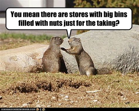 Animal Capshunz - gophers - Funny animal pictures with captions | Animal Memes - Funny Animals ...