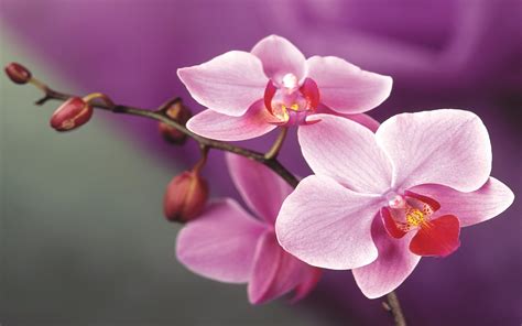 Pink Orchid Flowers 2560x1600 : Wallpapers13.com