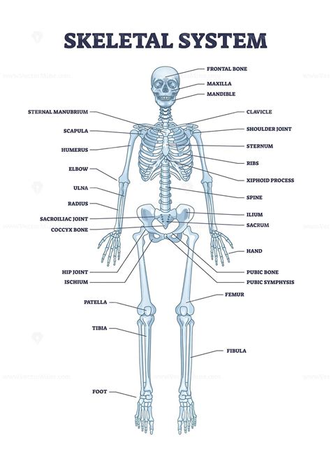 Skeletal system with body skeleton structure and anatomy outline ...