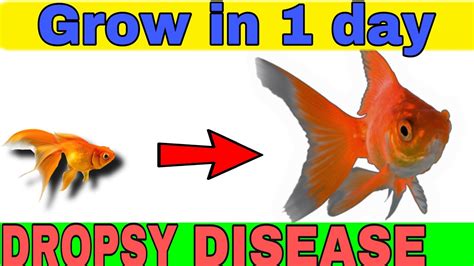 dropsy disease cure and treatment at home | cause and prevention from ...