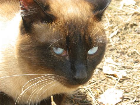 Siamese Cat-Twins: First Brother — Russian Cats Pictures