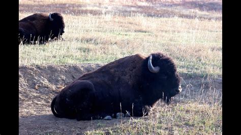 Montana Bison Hunting - YouTube