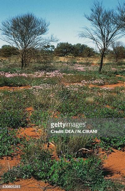 Gibson Desert Plants Photos et images de collection - Getty Images