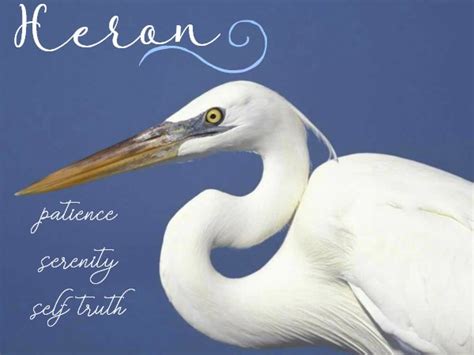 Heron Symbolism & Meaning | Signs, Symbols & Totems of the Heron