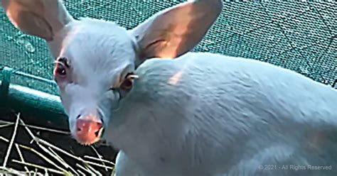 Tiny albino fawn stranded in the middle of the road – Animal Rescue Society