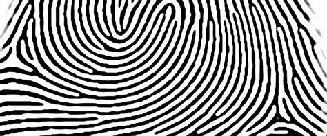 Flat Vector Fingerprints - Double Loop Whorls - Forensic Supplies | Staff Development and ...