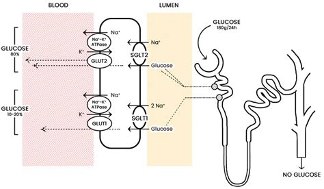 The mechanism of action and location of sodium-glucose co-transporter ...