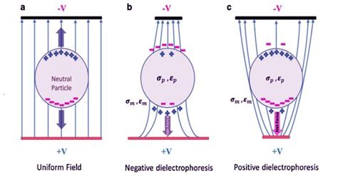 Dielectrophoresis - an Electrostatic Phenomenon - Assignment Point