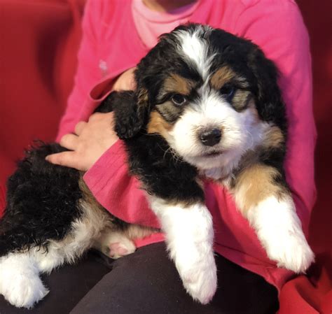 Bernedoodle Puppies For Sale | Sugarcreek, OH #274683