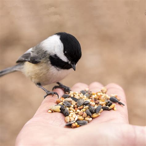 FEED THE BIRDS DAY - February 3, 2024 - National Today