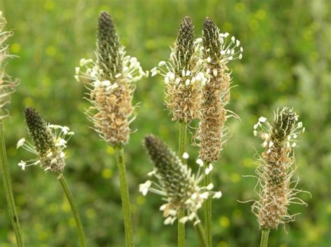 Toronto Wildlife - More English Plantain