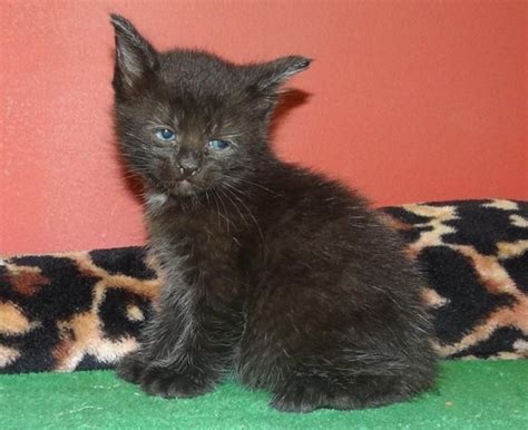 Pixie-bob Cats For Sale | San Bernardino, CA #149996