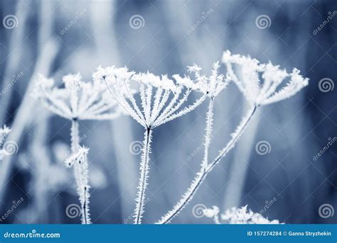 Dried Flowers in a Meadow in White Hoarfrost. Magic Photo of White Hoarfrost on Plants. Soft ...