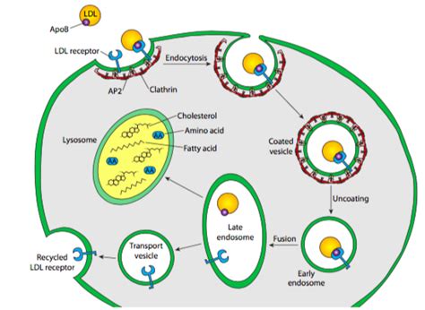 11.7: Receptor-mediated Endocytosis - Biology LibreTexts