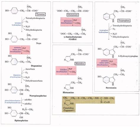 Synthesis of major neurotransmitters | Anatomy and physiology, Psychology, Biochemistry