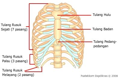 Sistem Rangka Tubuh Manusia - RumusHitung.Com