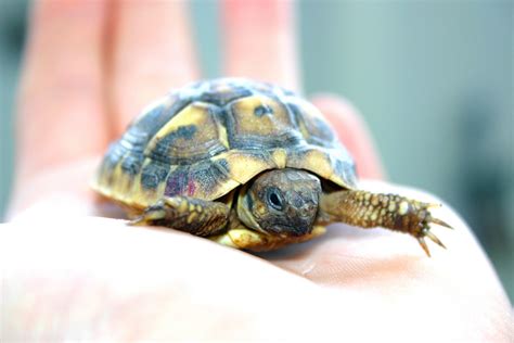 Baby Box Turtle1 - All Turtles