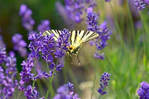 Butterfly on Lavender Flower Stock Image - Image of lavender, close ...