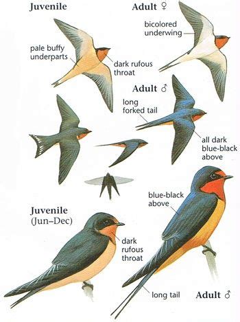 Swallows. | Barn swallow, Bird drawings, Bird artwork