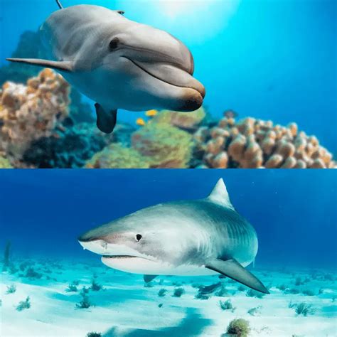 Who Is Faster, A Dolphin Or Shark? Physical Features Do Affect The Speed! - Animal Ways