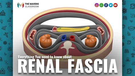 Renal Fascia | Old Concept | Fascia Gerota | Fascia Zuckerkandl | Anatomy | Part 1/2 | The ...