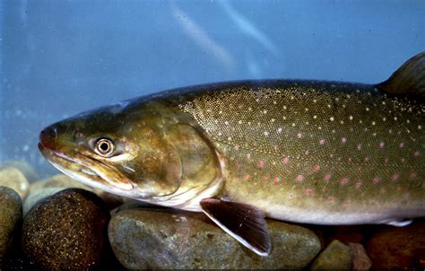 Bull trout - Alchetron, The Free Social Encyclopedia