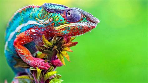 Chameleon fluorescence under ultraviolet light