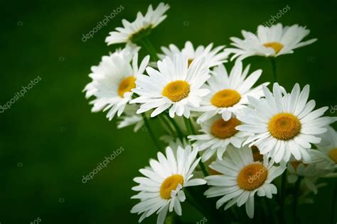 Bouquet of daisy Stock Photo by ©sunnyfrog 65266451