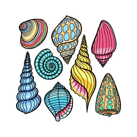 Best Cowry Shell Illustrations, Royalty-Free Vector Graphics & Clip Art ...