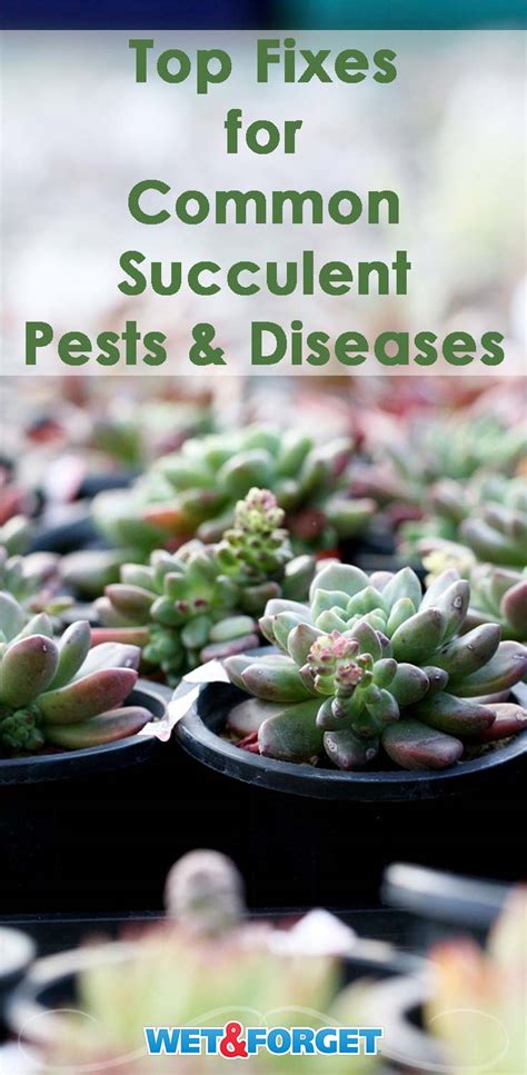 Fixes for the Most Common Succulent Pests and Diseases | Life's Dirty ...