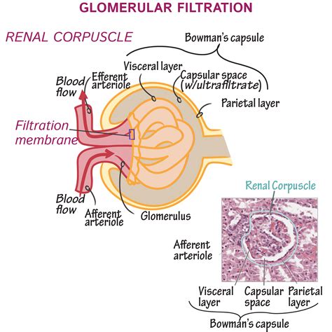 #Glomerularfiltrationmembrane #physiology #renalphysiology #urinarysystem #anatomyandphysiolog ...