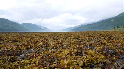 Mountain Landscape in Loch Long, Scotland. image - Free stock photo - Public Domain photo - CC0 ...