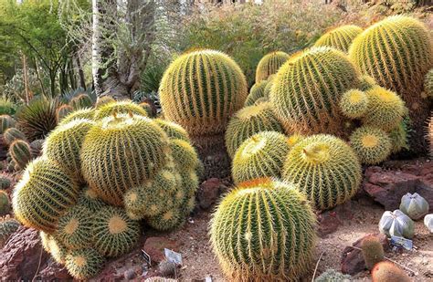 Echinocactus grusonii (Golden Barrel Cactus) | Echinocactus grusonii ...