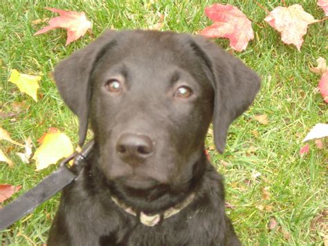 10 Reasons Labrador Retrievers Make Great Family Pets - PetHelpful