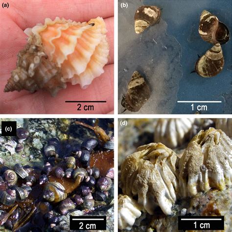 Four species of intertidal benthic invertebrates common to east and... | Download Scientific Diagram